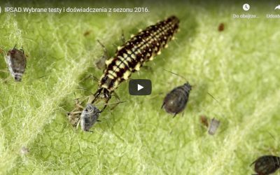 Gąsienice zwójkówek – multimedia