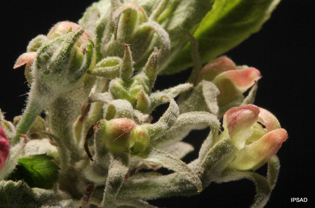 Mączniak jabłoni. Biologia