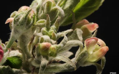 Mączniak jabłoni. Biologia