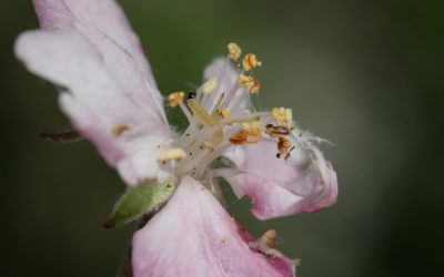 Zwójkówki w sadach owocowych