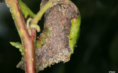 Mszyca jabłoniowo-babkowa