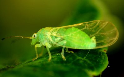 Miodówka jabłoniowa