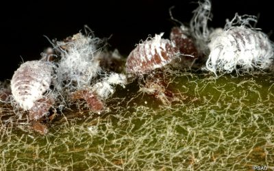 Bawełnica korówka (mszyca krwista)