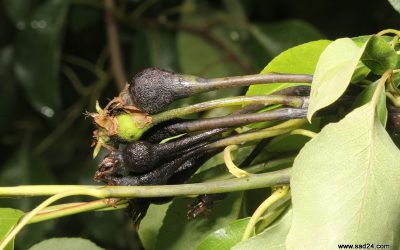 Niepokojące objawy na gruszach