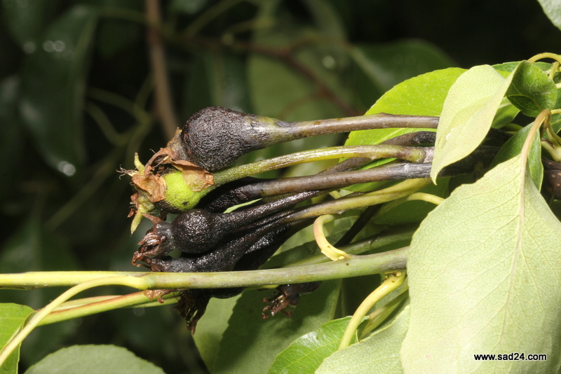 Niepokojące objawy na gruszach