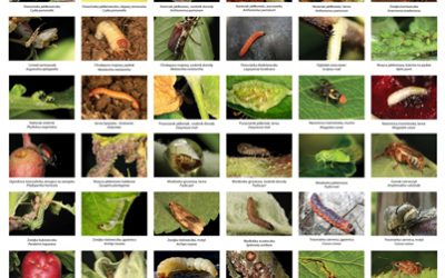 Szkodniki sadów owocowych